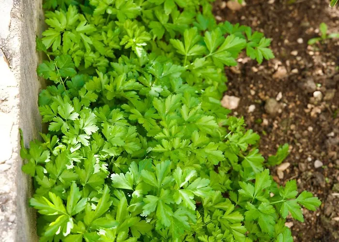 Marta Apartamento Klek